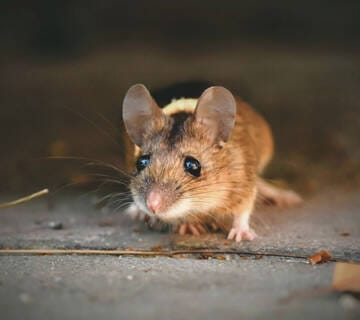 deratizacija podruma