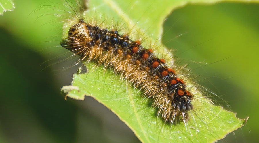 gubar-gusenica gubar gusenica