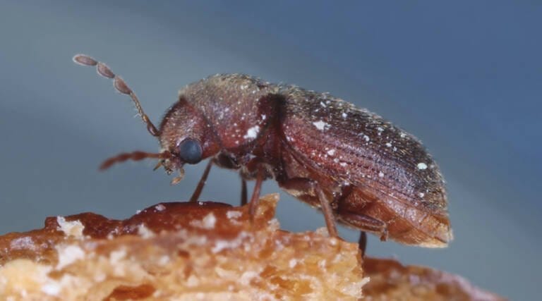 Štetočine - vrste štetočina i zaštita | Eko Tim Beograd