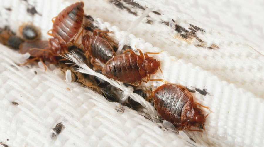 krevetna-stenica krevetna stenica