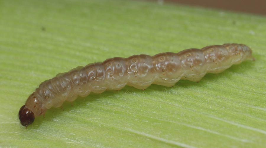 kukuruzni-plamenac-gusenica kukuruzni 0lamenac gusenica