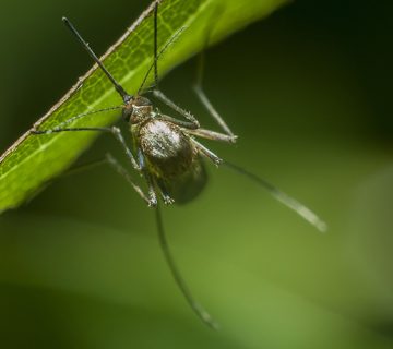leto i insekti