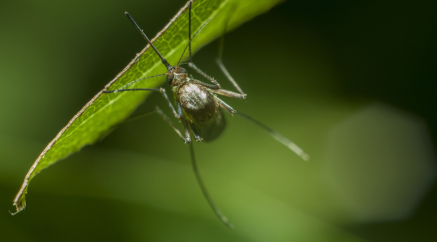 leto i insekti