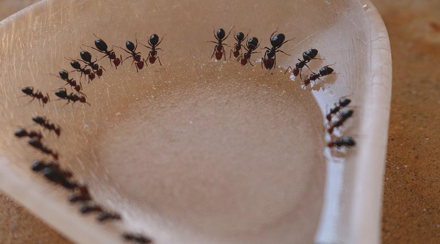 mravi-u-kuhinji mravi u kuhinji