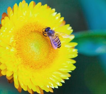 prolećni insekti