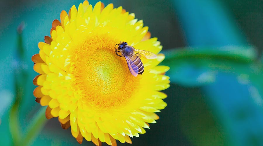prolećni insekti