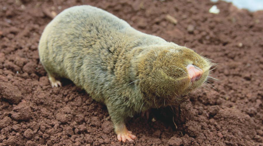 slepo-kuce slepo kuče