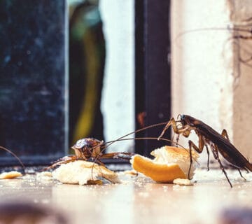 vlaga u kući, bubašvabe