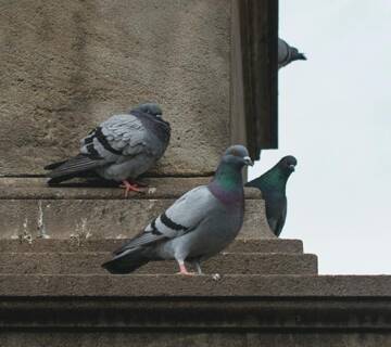 zaštita od golubova