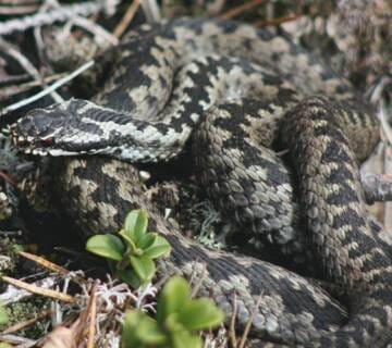 zmije otrovnice u srbiji